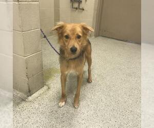 Labrador Retriever-Unknown Mix Dogs for adoption in Conroe, TX, USA