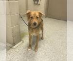 Small Labrador Retriever Mix