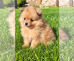 Bailey - Male Pomeranian Puppy for Sale - Photo #3