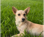 Small Chihuahua Mix