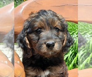 Labradoodle Puppy for sale in MILLVILLE, MN, USA