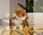 Small Photo #5 Pembroke Welsh Corgi Puppy For Sale in ROCK VALLEY, IA, USA