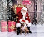 Small #4 American Pit Bull Terrier Mix