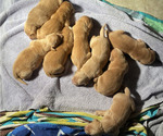 Small Photo #1 Golden Retriever Puppy For Sale in LEBANON, IL, USA