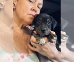 Small Labrador Retriever Mix