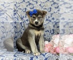 Small Photo #2 Labrador Retriever-Siberian Husky Mix Puppy For Sale in LINCOLN UNIV, PA, USA