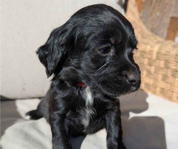 Medium Photo #10 Boykin Spaniel-Goldendoodle Mix Puppy For Sale in MORGANTON, NC, USA