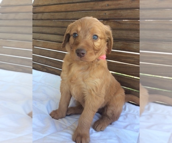 Medium Photo #2 Goldendoodle Puppy For Sale in DAYTON, VA, USA