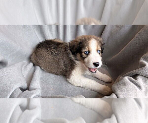 Medium Photo #5 Border Collie-Unknown Mix Puppy For Sale in New York, NY, USA