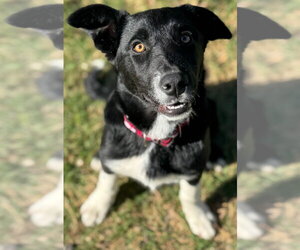 Anatolian Shepherd-Border Collie Mix Dogs for adoption in Great Bend, KS, USA