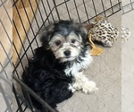 Small #4 Yorkipoo