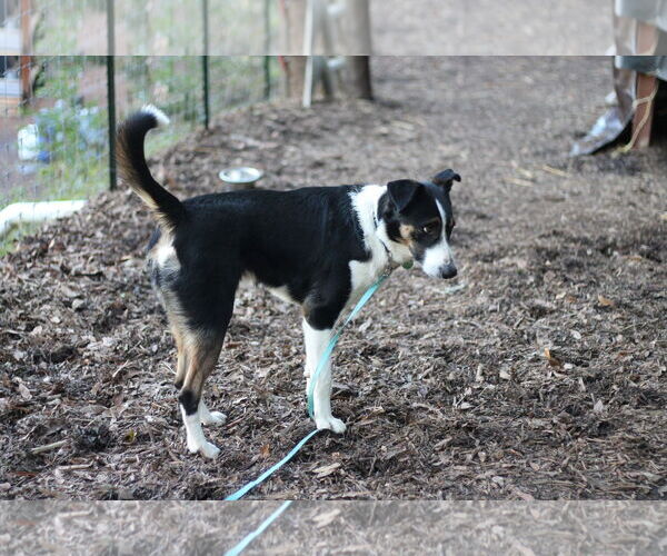 Medium Photo #3 Border Collie-Unknown Mix Puppy For Sale in Paso Robles, CA, USA