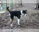 Small #2 Border Collie Mix