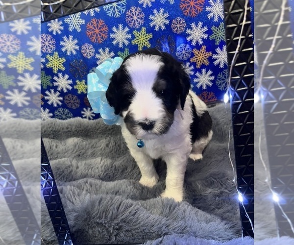 Medium Photo #28 Bernedoodle Puppy For Sale in CLEVELAND, TN, USA