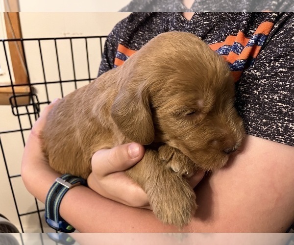 Medium Photo #6 Labradoodle Puppy For Sale in MIFFLINBURG, PA, USA