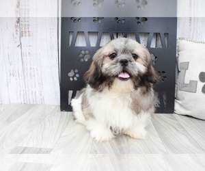 Shih Tzu Puppy for sale in MARIETTA, GA, USA