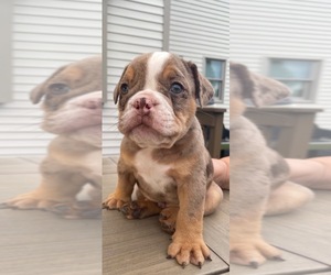 Bulldog Puppy for Sale in WATERVILLE, Ohio USA