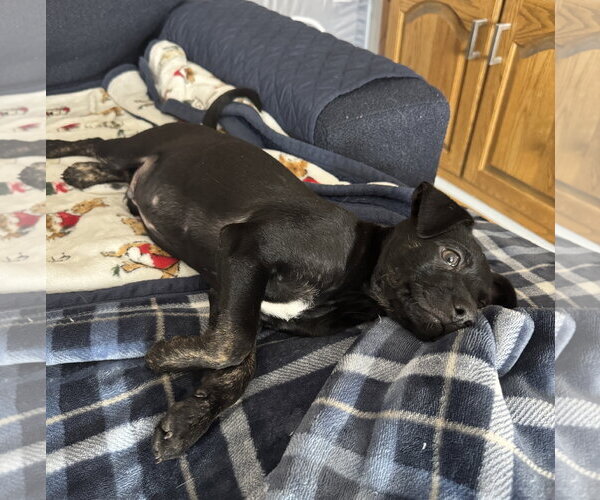Medium Photo #3 Mutt Puppy For Sale in Brooklyn Center, MN, USA