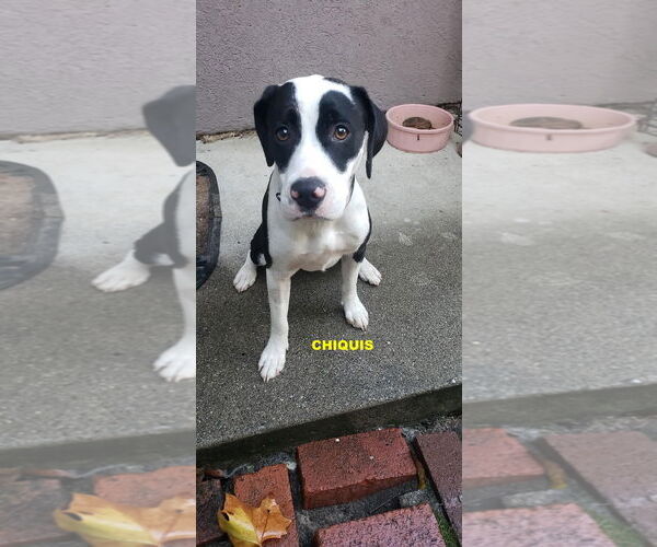 Medium Photo #1 Beagle-Unknown Mix Puppy For Sale in Woodland Hills, CA, USA