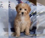 Small Photo #2 Goldendoodle Puppy For Sale in MILWAUKEE, WI, USA