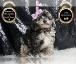 Small #6 Poodle (Miniature)