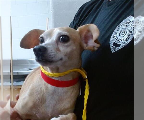 Medium Photo #1 Chihuahua-Unknown Mix Puppy For Sale in Pasadena, TX, USA