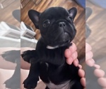 Small Photo #8 French Bulldog Puppy For Sale in CLARKS SUMMIT, PA, USA