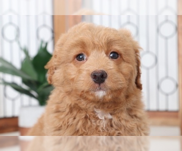 Medium Photo #2 Aussie-Poo Puppy For Sale in NAPLES, FL, USA