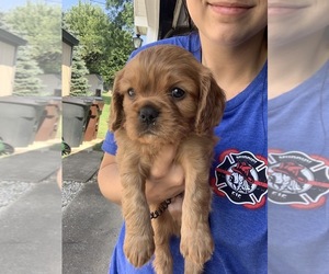 Cavalier King Charles Spaniel Puppy for sale in ALFORDSVILLE, IN, USA
