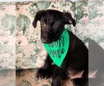 Small Photo #6 Labrador Retriever-Unknown Mix Puppy For Sale in Tampa, FL, USA