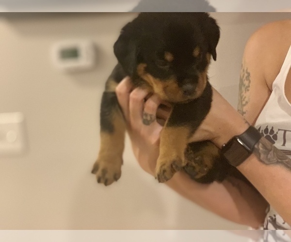 Medium Photo #6 Rottweiler Puppy For Sale in ANGIER, NC, USA