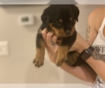 Small Photo #6 Rottweiler Puppy For Sale in ANGIER, NC, USA