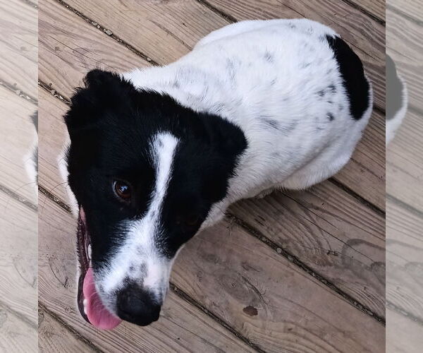 Medium Photo #4 Feist Terrier-Unknown Mix Puppy For Sale in Newfoundland, PA, USA