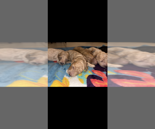 Medium Photo #4 Goldendoodle Puppy For Sale in LITCHFIELD PARK, AZ, USA