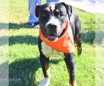 Small American Staffordshire Terrier