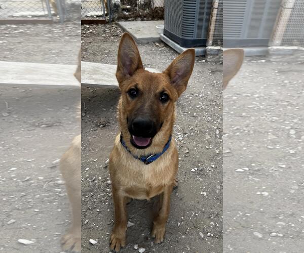 Medium Photo #3 Mutt Puppy For Sale in Incline Village, NV, USA