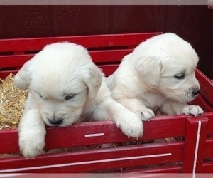 English Cream Golden Retriever Puppy for sale in E PROVIDENCE, RI, USA