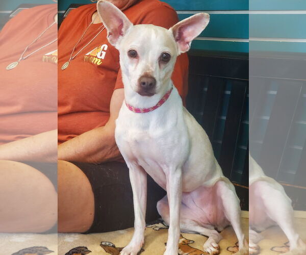 Medium Photo #1 Chihuahua-Unknown Mix Puppy For Sale in Amarillo, TX, USA