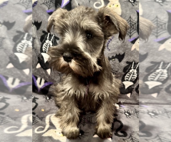 Medium Photo #1 Schnauzer (Miniature) Puppy For Sale in JEFFERSON, OR, USA