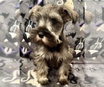 Puppy 3 Schnauzer (Miniature)