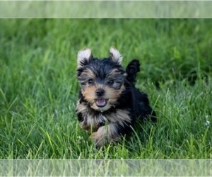 Yorkshire Terrier Puppy for Sale in PR DU CHIEN, Wisconsin USA