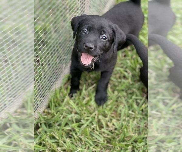Medium Photo #9 Labrador Retriever Puppy For Sale in MAGNOLIA, TX, USA