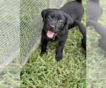 Small Photo #9 Labrador Retriever Puppy For Sale in MAGNOLIA, TX, USA