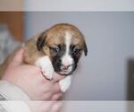 Small Photo #12 Welsh Cardigan Corgi Puppy For Sale in SUN PRAIRIE, WI, USA