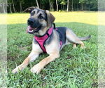 Small #4 German Shepherd Dog Mix