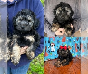 YorkiePoo Puppy for sale in BELDING, MI, USA