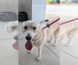 - Mix Dogs for adoption in Holly Springs, NC, USA