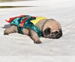Small #2 Pug