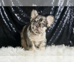 Puppy Mocha AKC French Bulldog