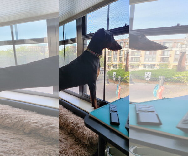 Medium Photo #9 Doberman Pinscher Puppy For Sale in Buffalo, MN, USA